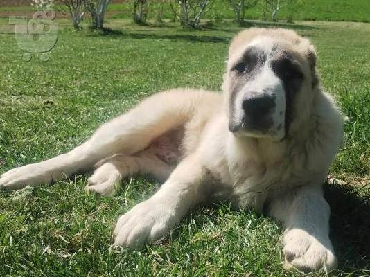 Κουτάβια Shepherd της Κεντρικής Ασίας